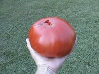 Huge tomato