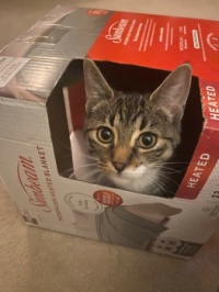 Lacey loves boxes