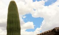 Saguaro and Sky