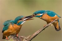 Chow time!