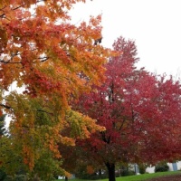 Fall - 9