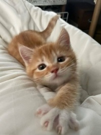 Iz I cute?