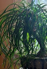 Elephant Foot Ponytail Palm Plant