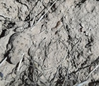 Camouflaged horned toad - Tooele County, Utah