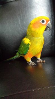 sun conure