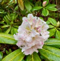 rhododendron brachycarpum