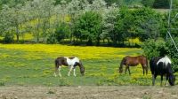 Kentucky Horses