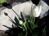 tulipány a stíny