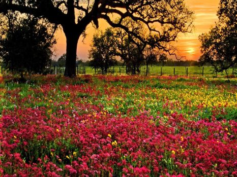 Sunset behind a field of red wildflowers