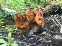 False Morel Mushrooms
