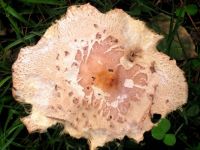 Odd Mushroom on side of Tree...