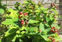 hypericum berries