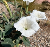Datura September 2024