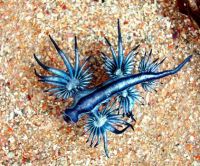 Blue Dragon Mollusk