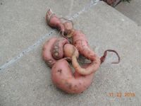 Sweet potato vine roots