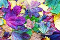 leaves of color