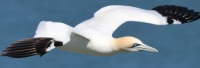 Gannet in flight, Bempton Cliffs, Yorkshire, UK