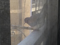 Bird 🐦 on balcony