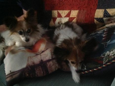 Dogs and quilt