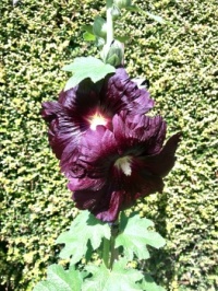 Hollyhock