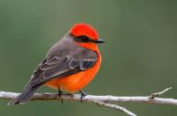For the ones into details .... a Vermillion flycatcher
