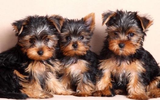 Gorgeous Teacup Yorkie Puppies Available Text us @ (804) 818-6065