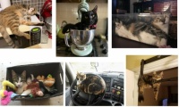 Wobblybear's Fun Stuff (wbfs) - Cats... 'If it fits - it sits' 🐈‍⬛ 😀