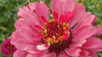 Zinnia closeup