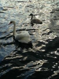Swans in canal, Copenhagen