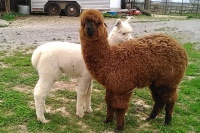 Gizmo and Frodo yesterday at Heidi’s