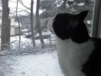 Fergus sees the snow
