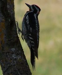 Woodpecker in South Dakotah