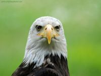 THEME: Birds~Bald eagle (pic cropped)