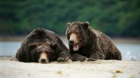 Brown Bears in the wild, southern Alaska