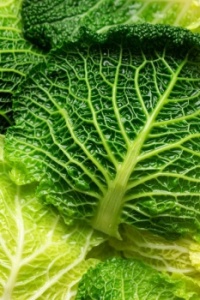 Just cabbage leaves