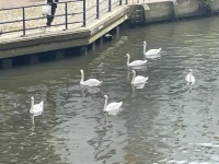 Swans on the River