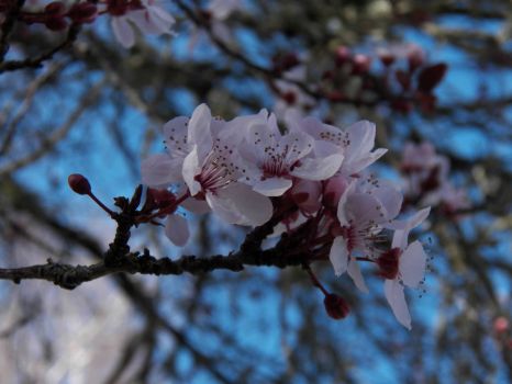 Asian cherry blossoms