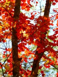 Maple Leaves #2