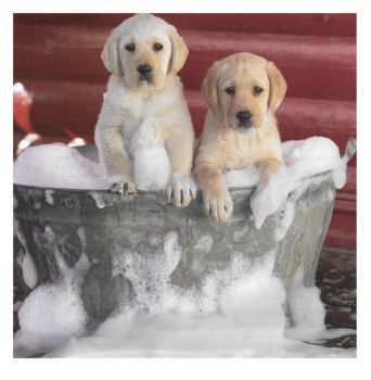 SOAP DOGs