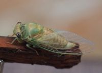 Tibicen pruinosa, AKA Cicada