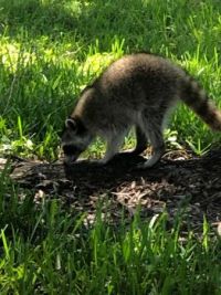 Friendly raccoon