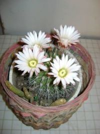 cactus with flower3