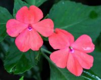 Impatiens