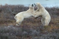 Polar Bear Jive