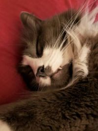 The Sleepster
