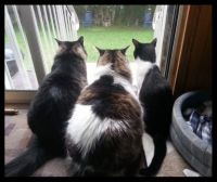Basil, Chloe, and Mister Spottie watching the birdies - 2015