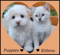 Theme... ♥ Puppies and Kittens ♥