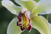 Orchid