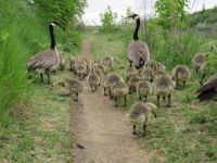 Mother Goose Takes Care Of 47 Babies And Keeps Them All Safe