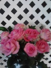 Roses